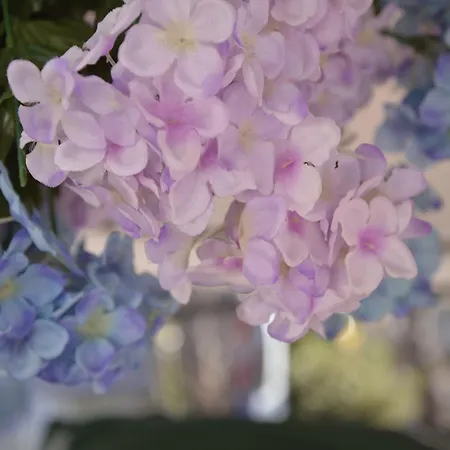 Fucsia Ξενοδοχείο
